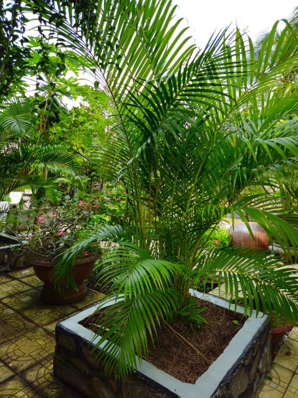 Homestay Bao Binh Ben Tre Exterior foto